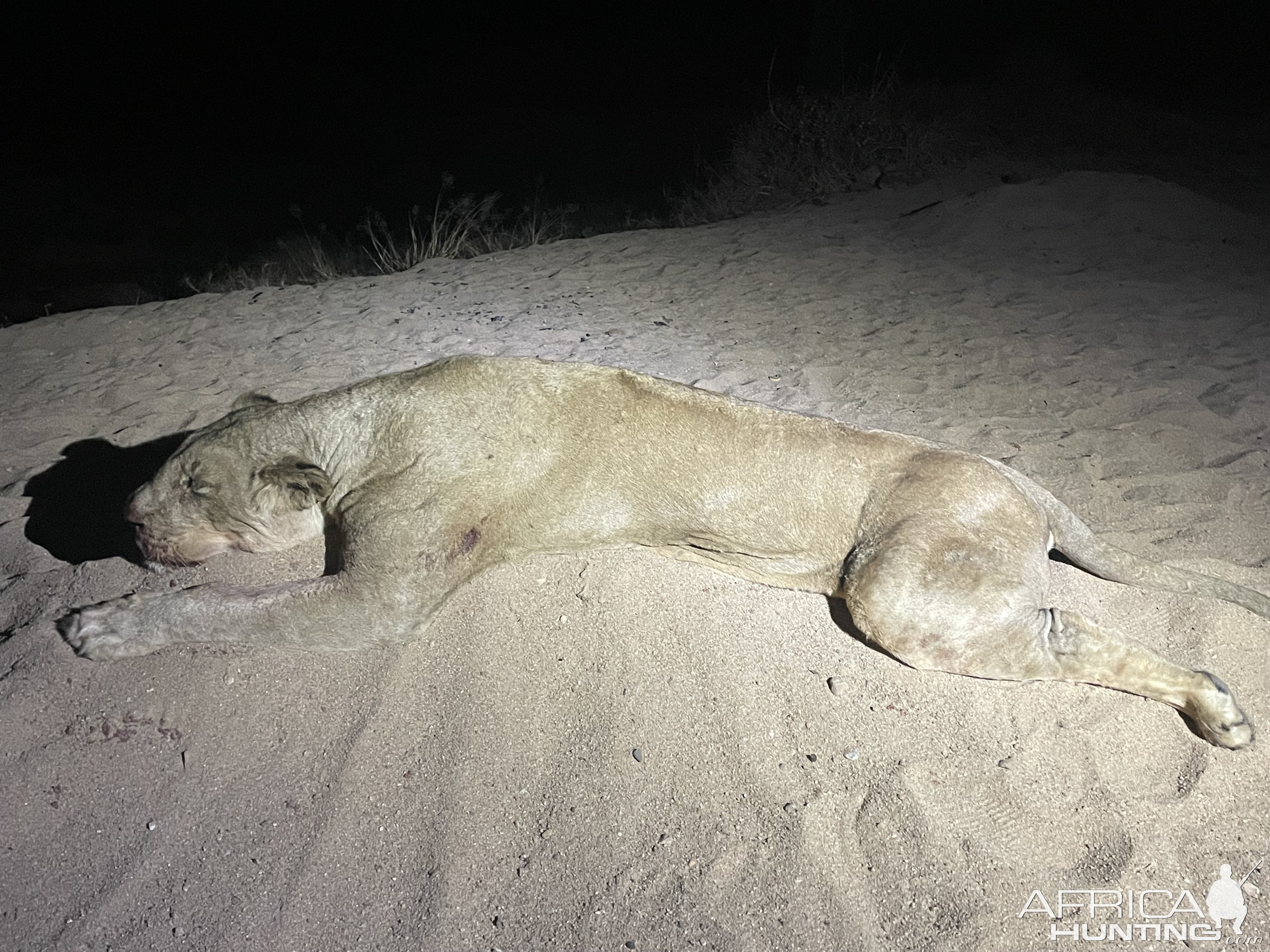 Lioness Hunt Zimbabwe