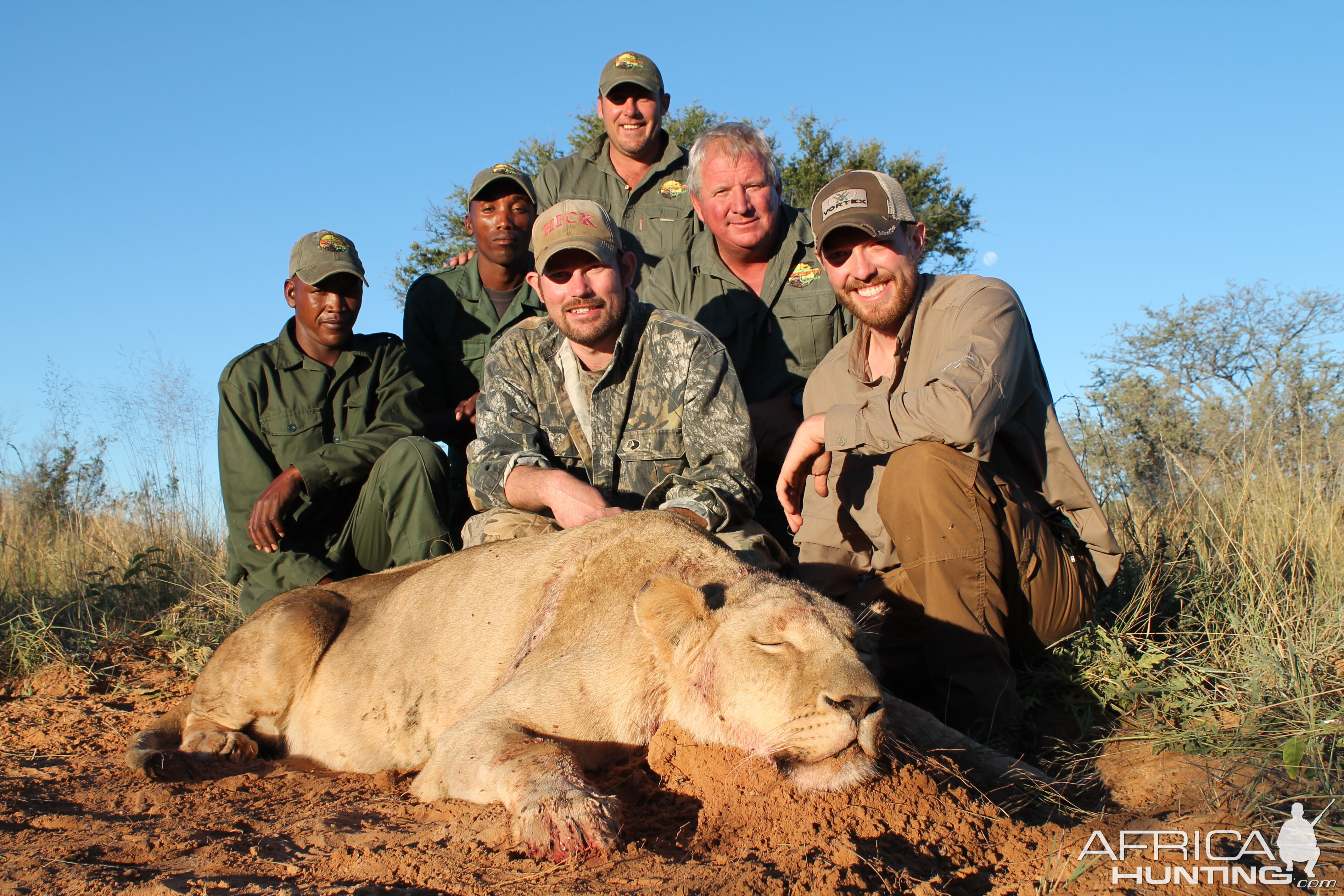 Lioness Hunt