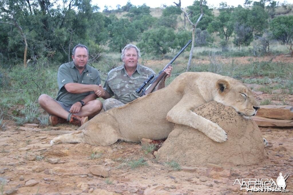 Lioness hunted with PH Hein Uys