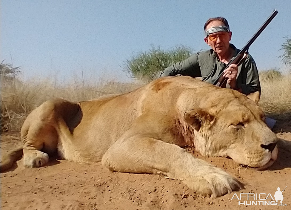 Lioness Hunting Kalahari South Africa