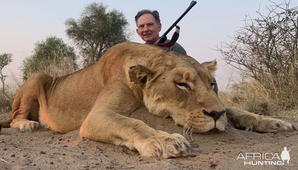 Lioness Hunting Kalahari South Africa