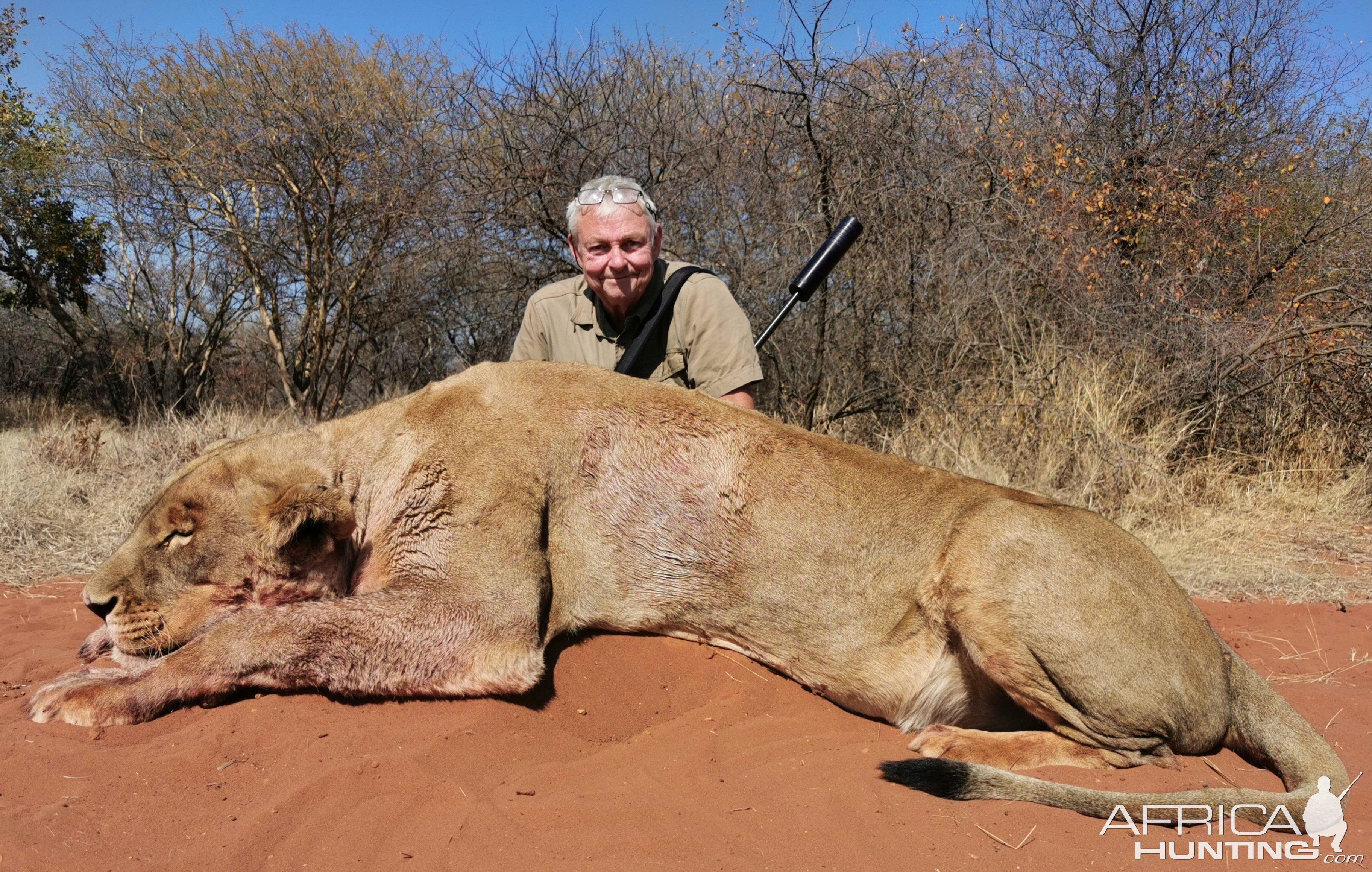 Lioness Hunting South Africa