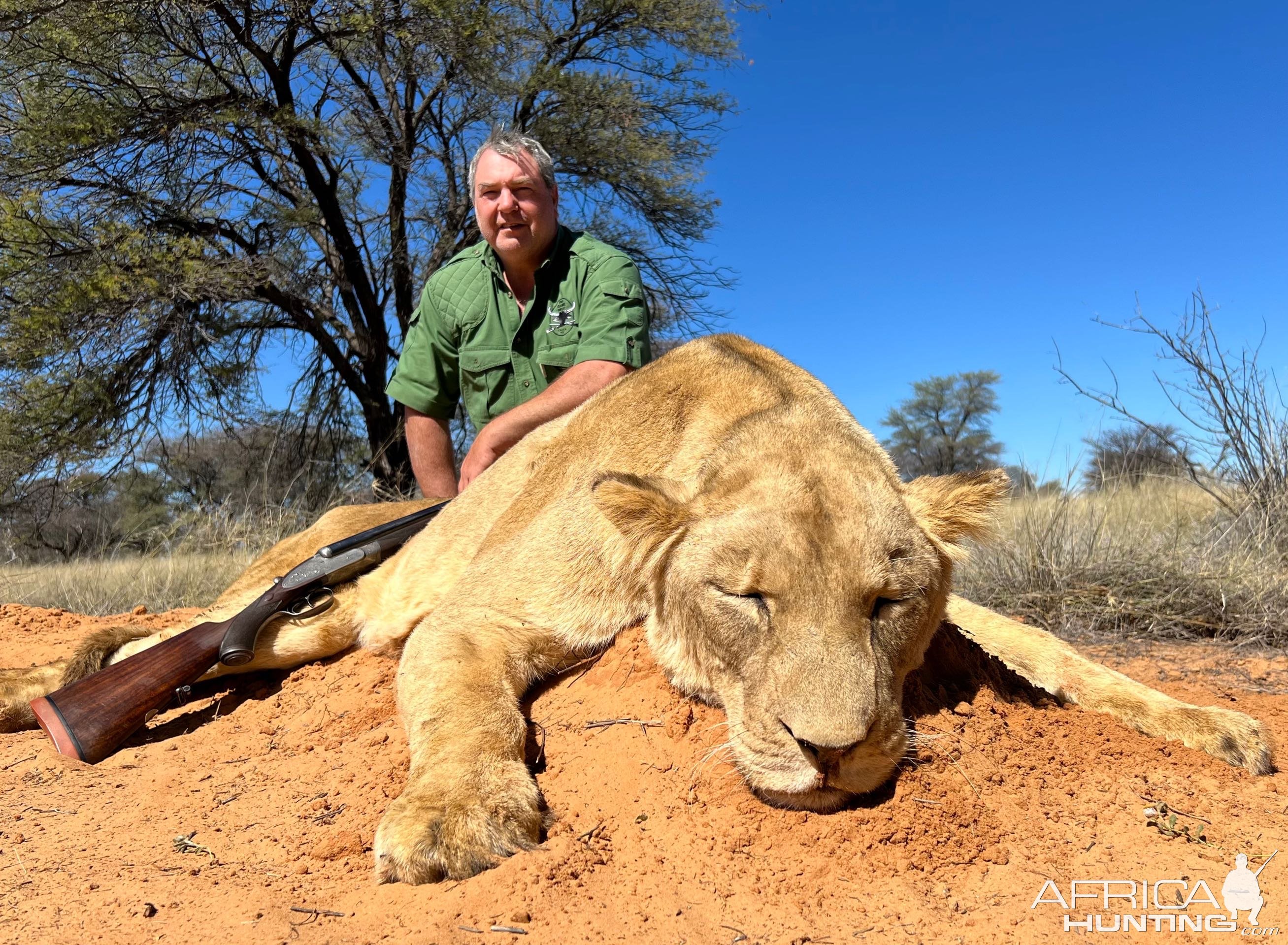 Lioness Hunting South Africa