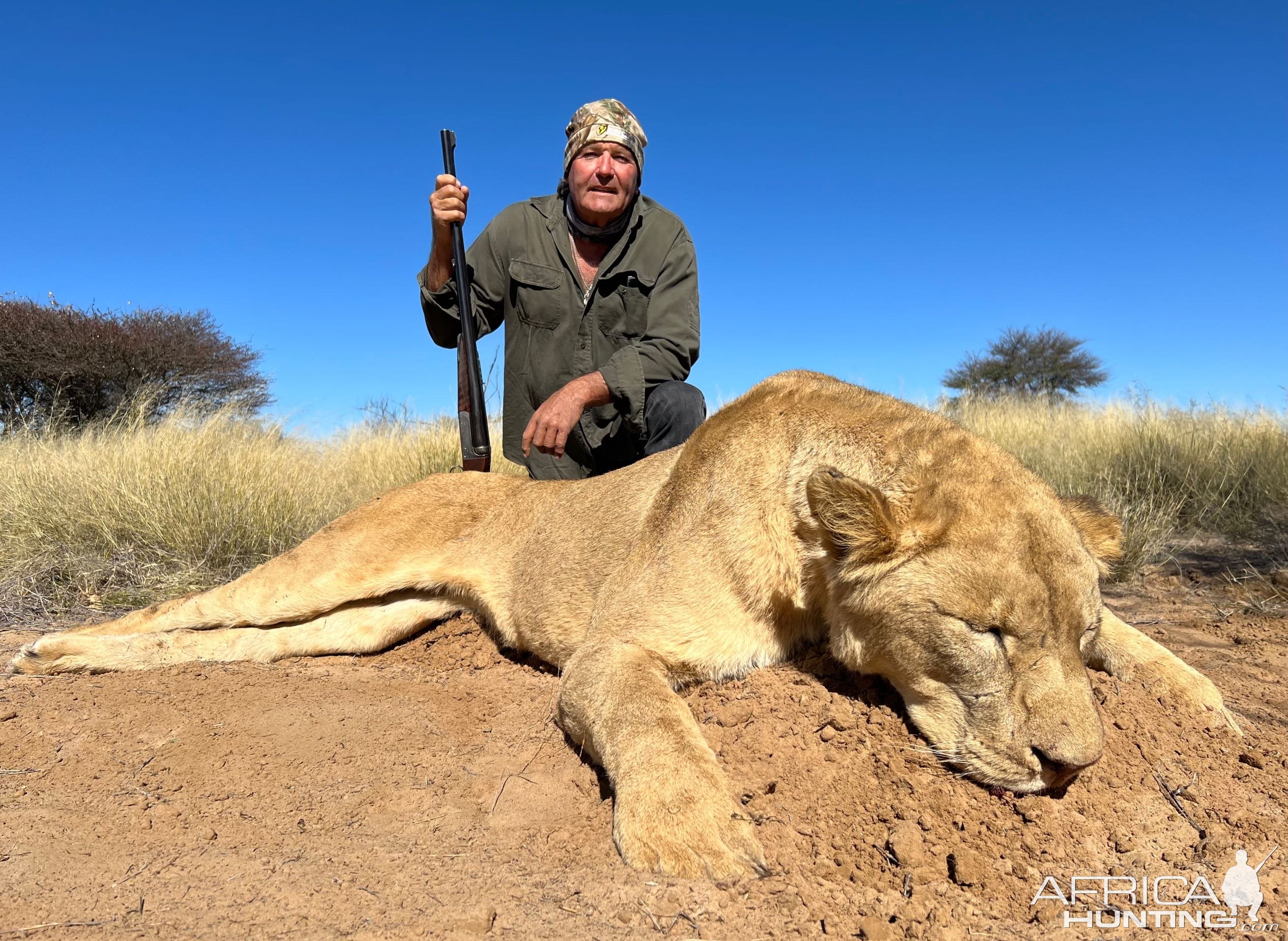 Lioness Hunting South Africa