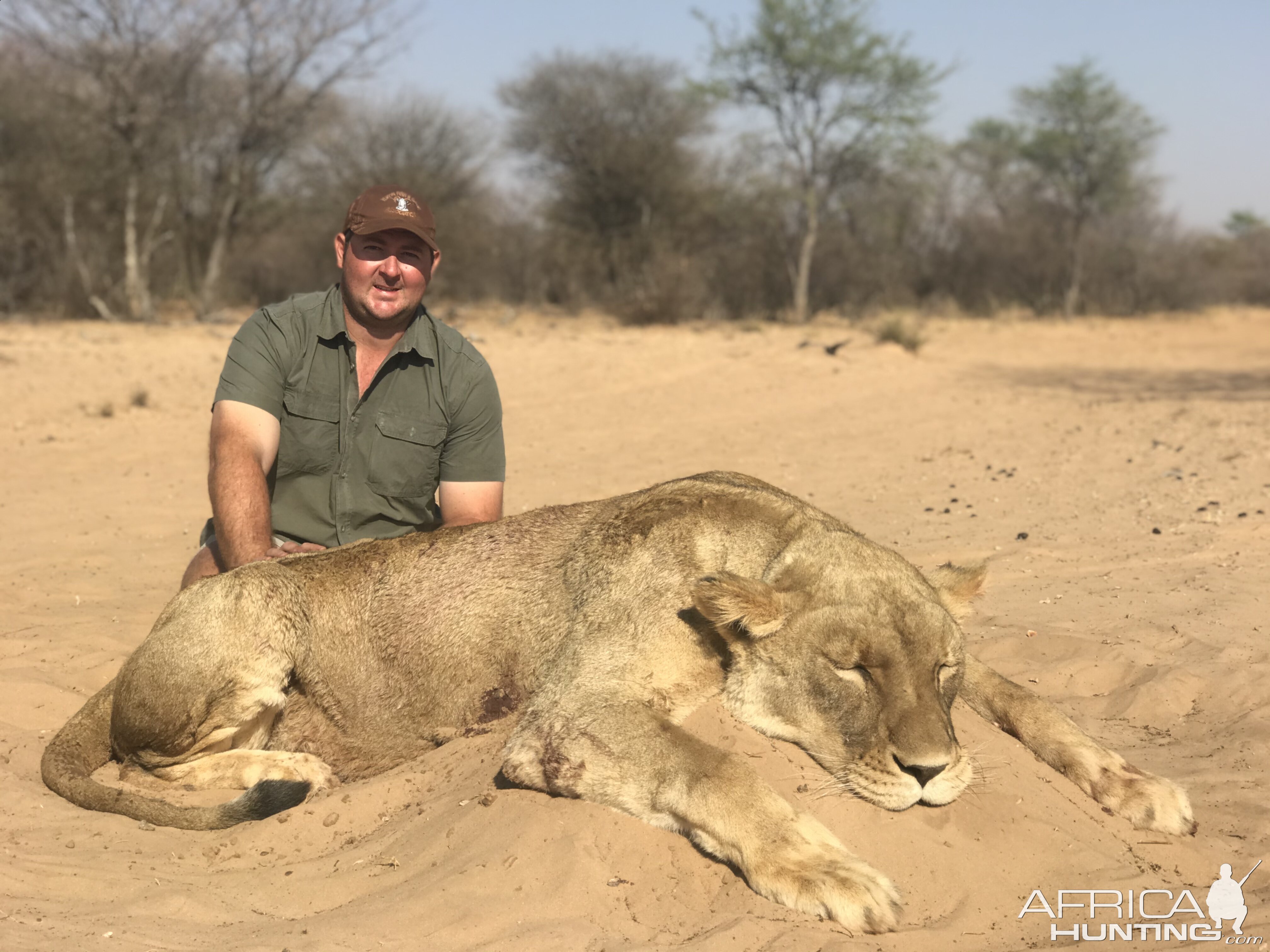 Lioness Hunting South Africa