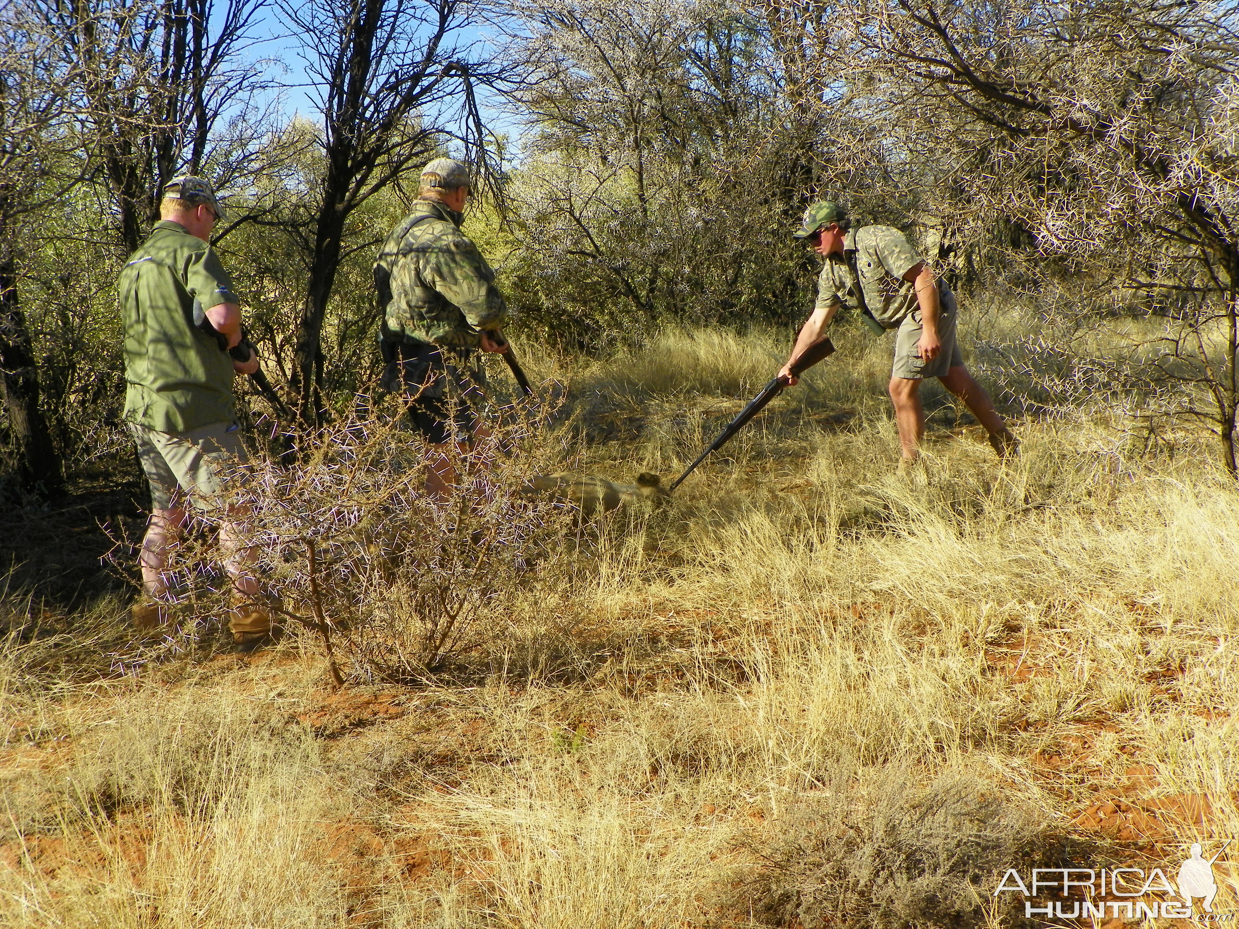 Lioness Hunting