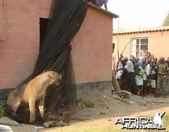 Lioness in net