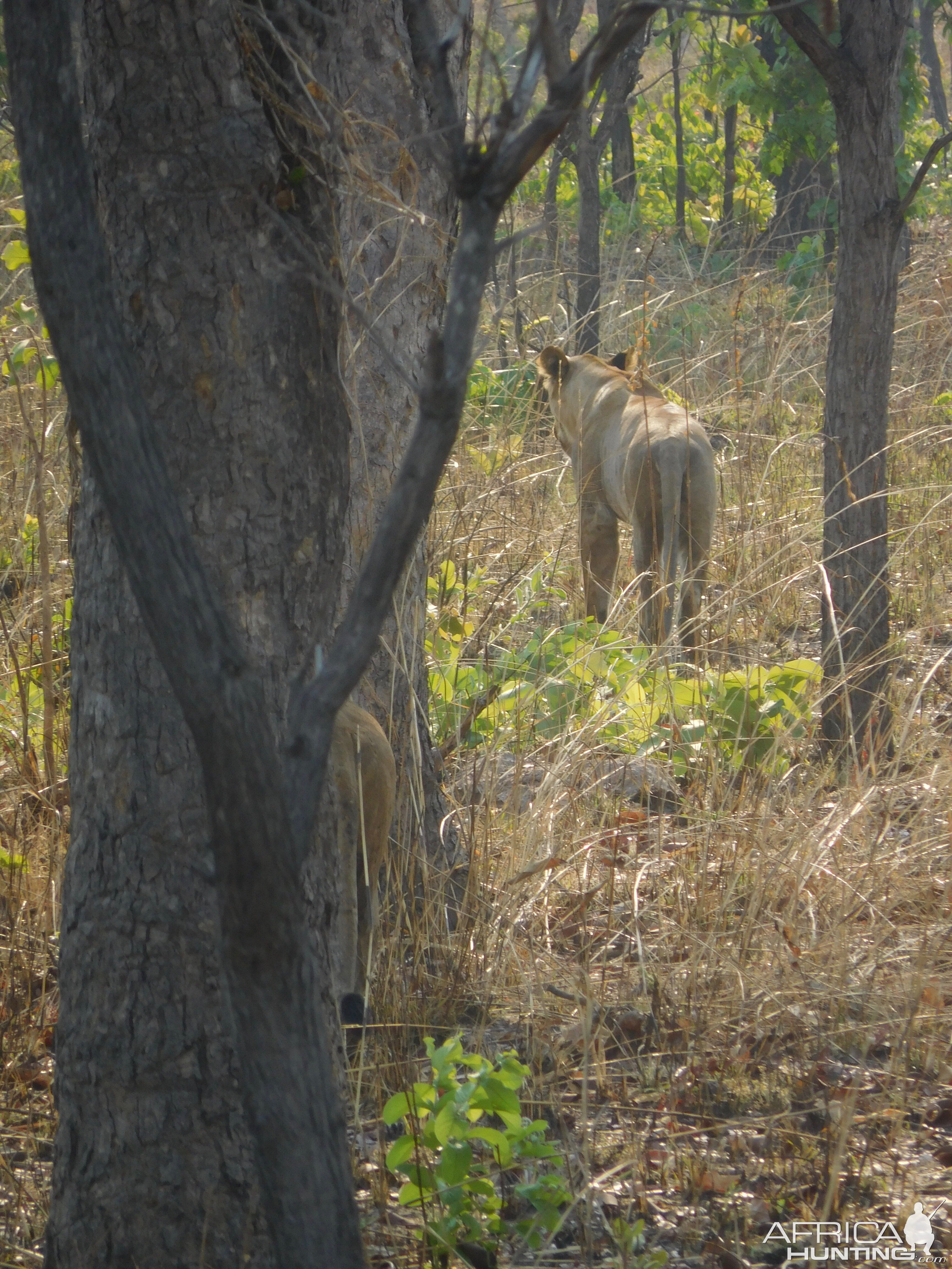 Lioness in Tanzania