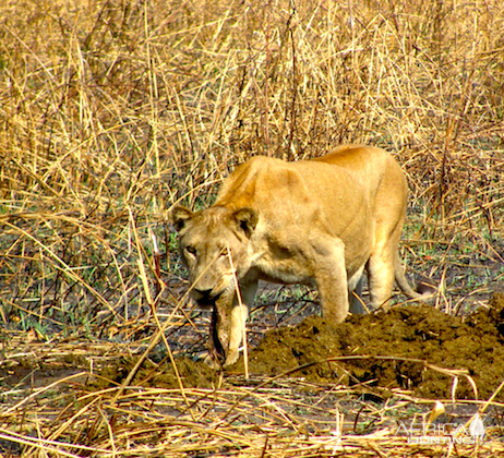 Lioness in Zambia