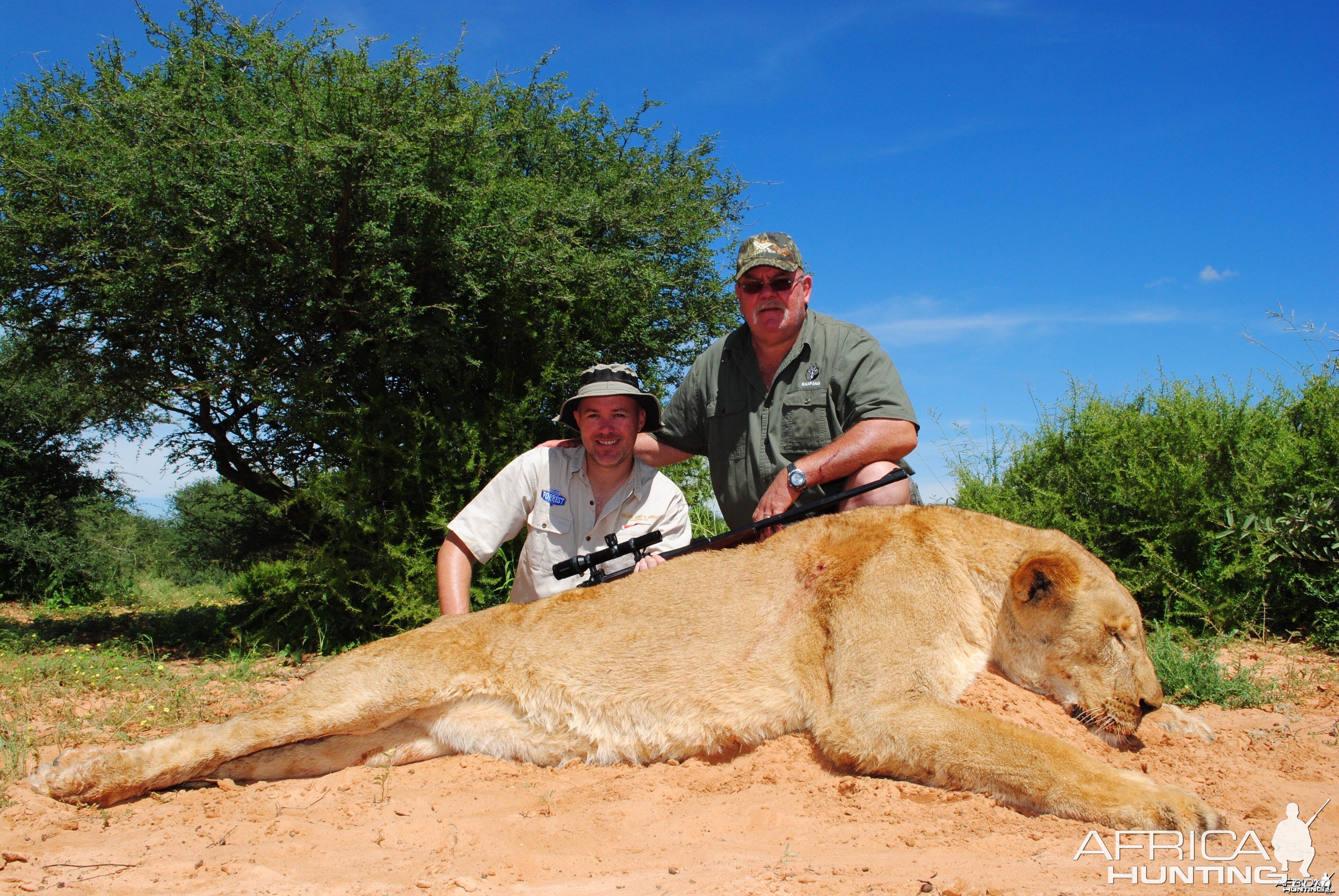 Lioness- Kalahari, RSA ..Son Louis