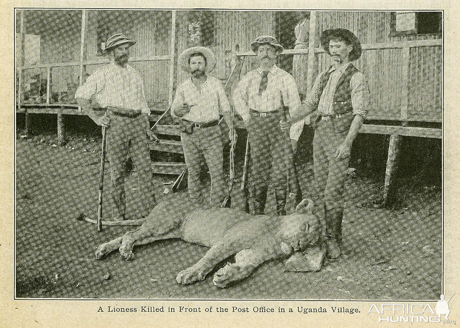 Lioness killed in front of the post office in a Uganda village