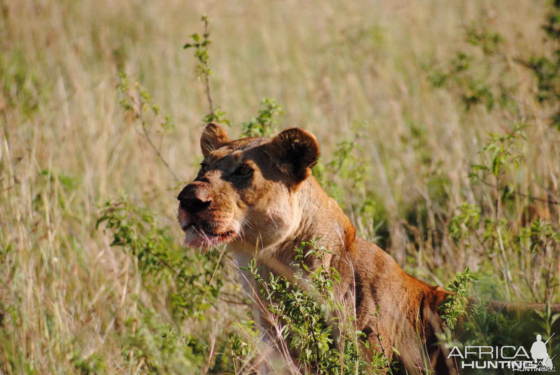 Lioness Masaai Mara in Kenya