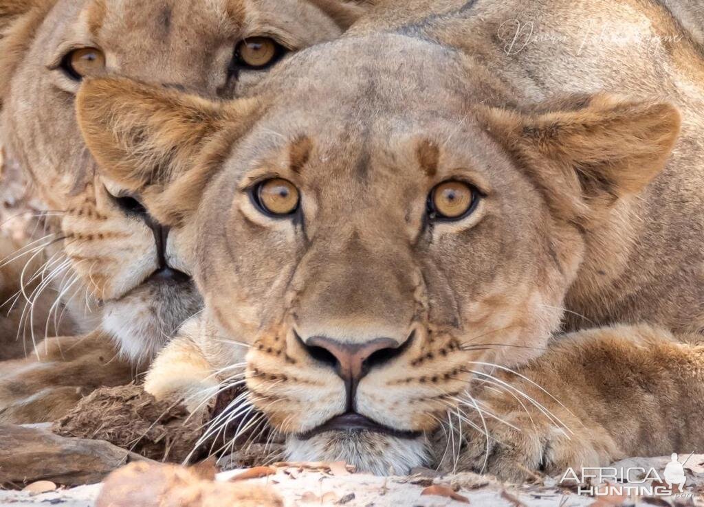 Lioness Namibia