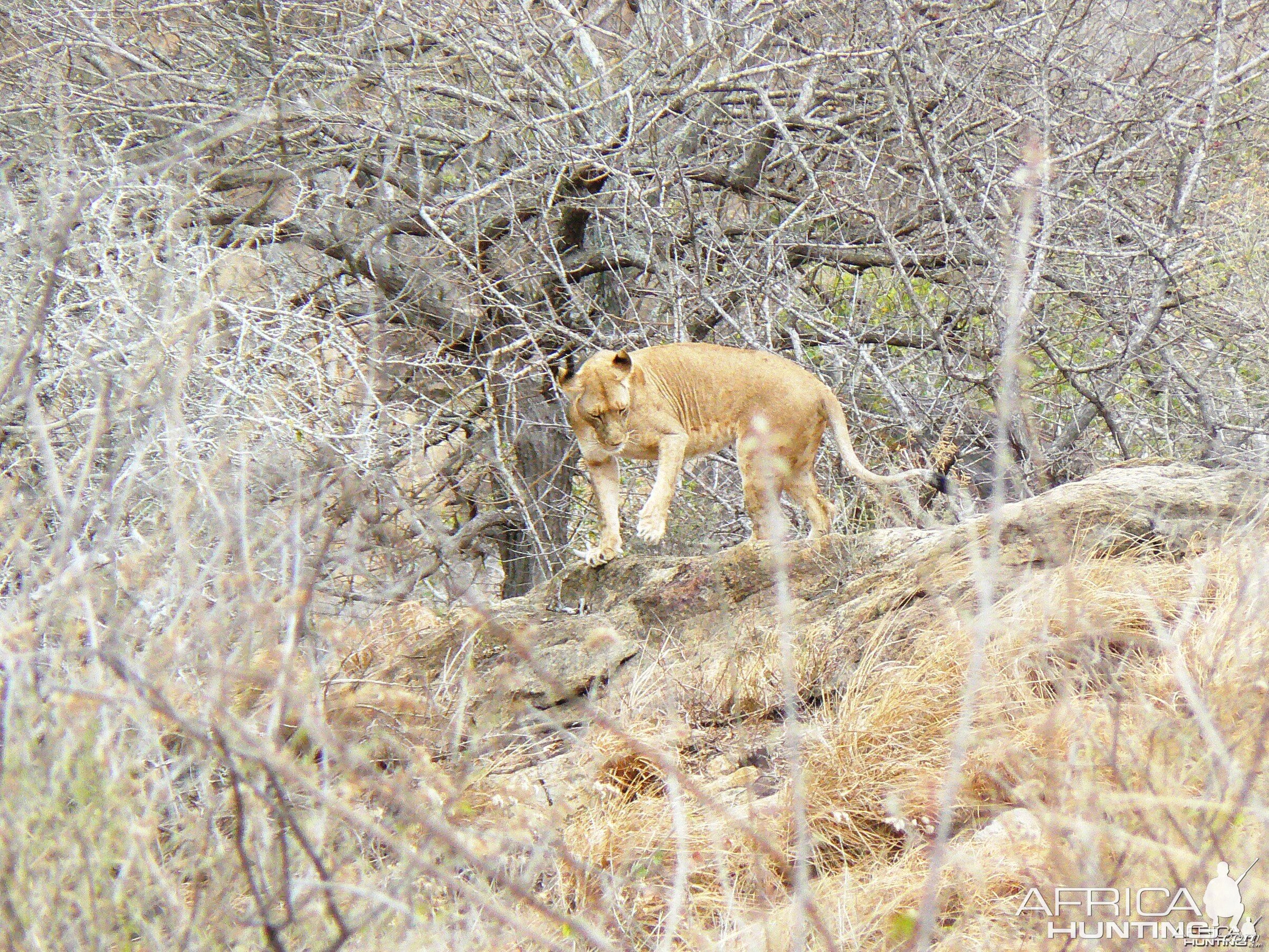 Lioness on spy point... Tanzania