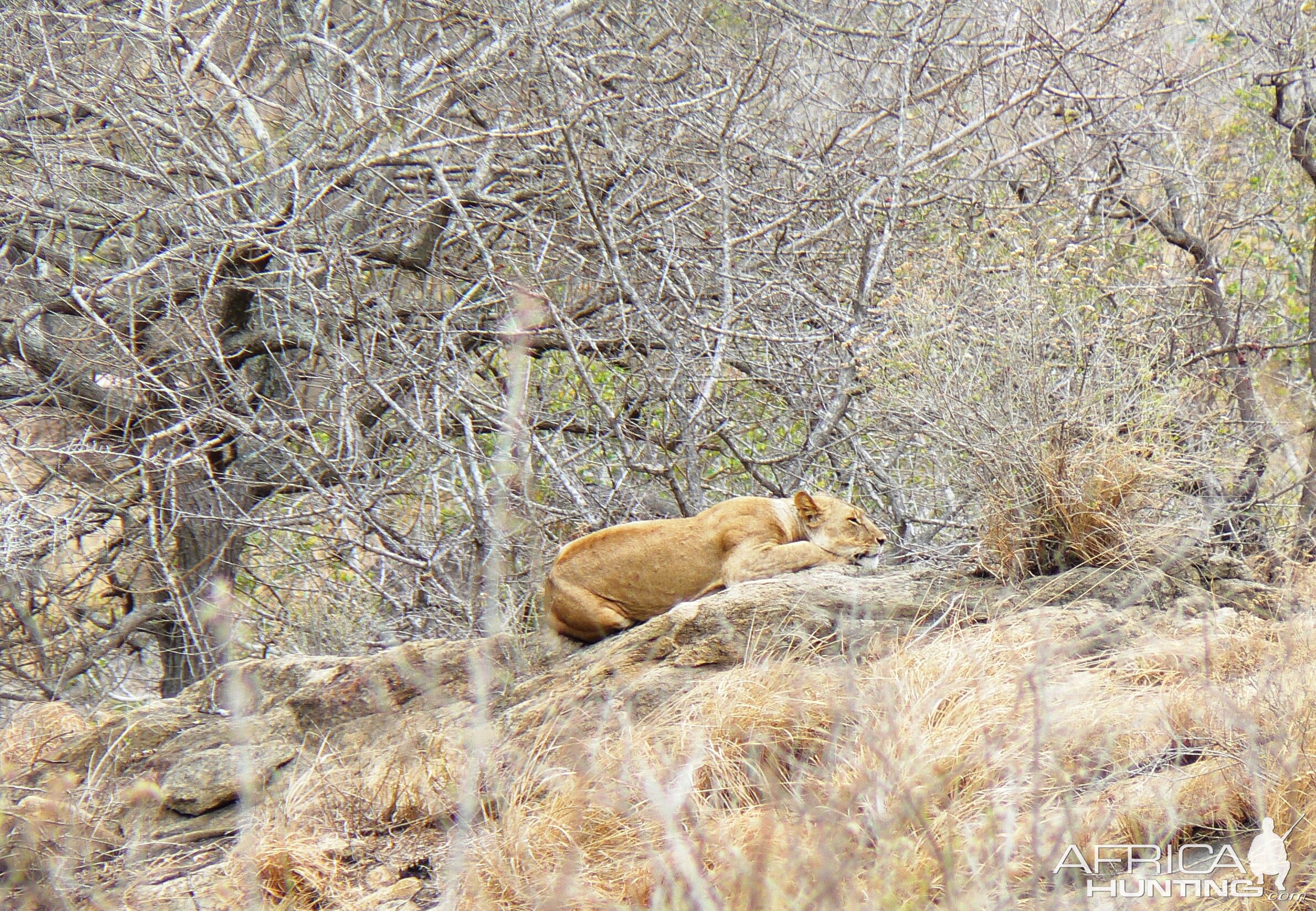 Lioness on spy point...