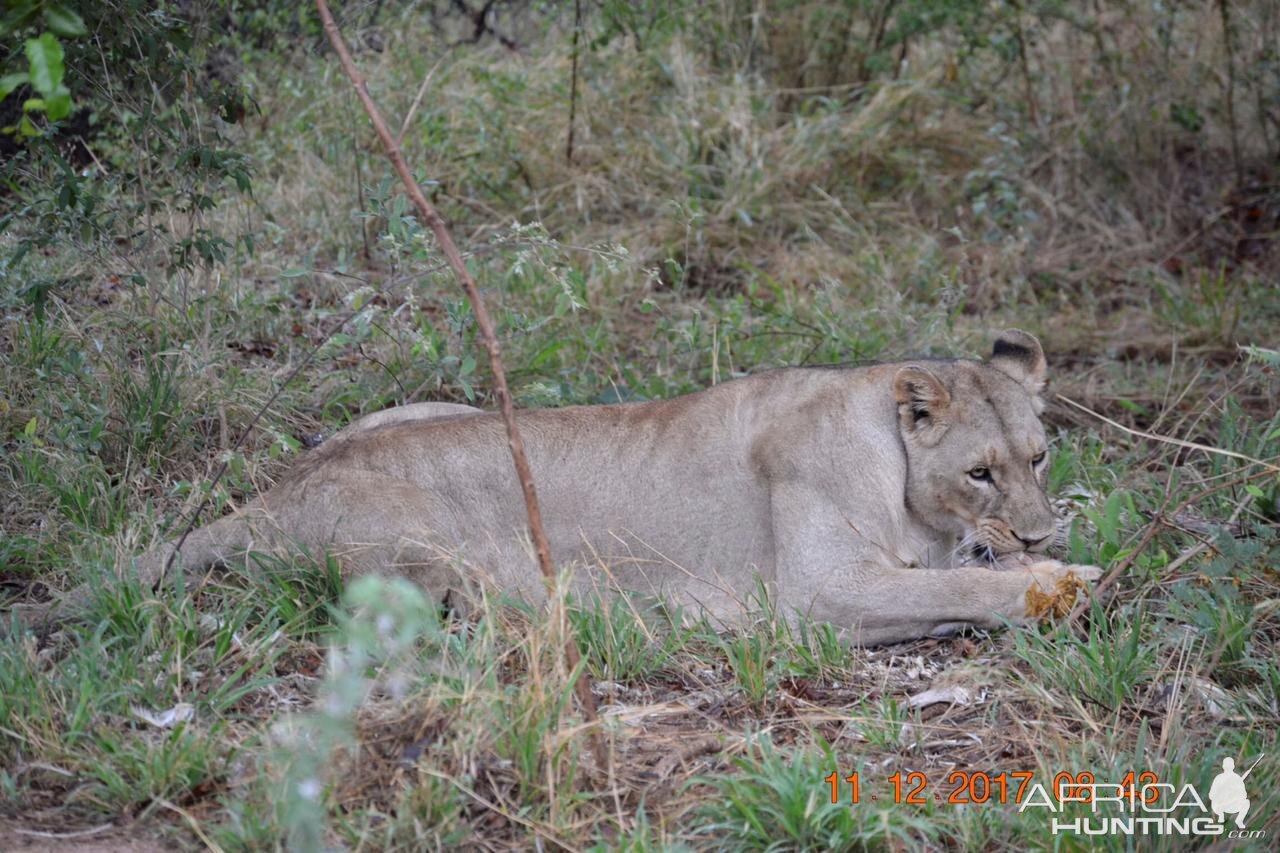 Lioness South Africa