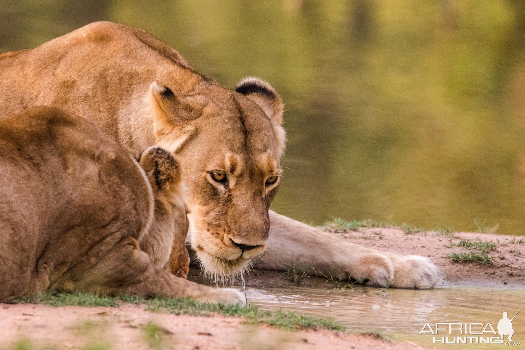 Lioness Waterberg Wilderness Reserve South Africa