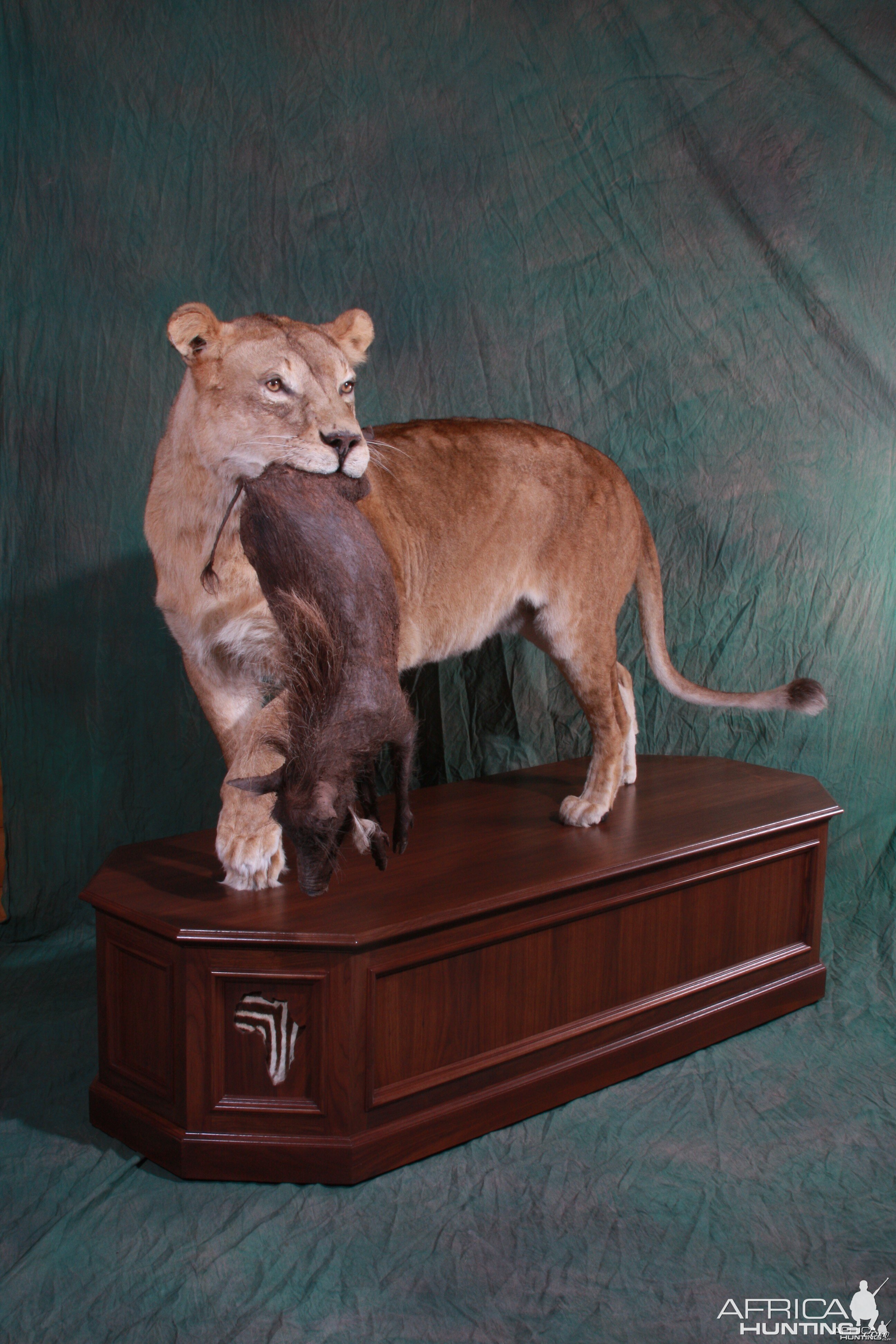 Lioness with young warthog kill by All-American Taxidermy