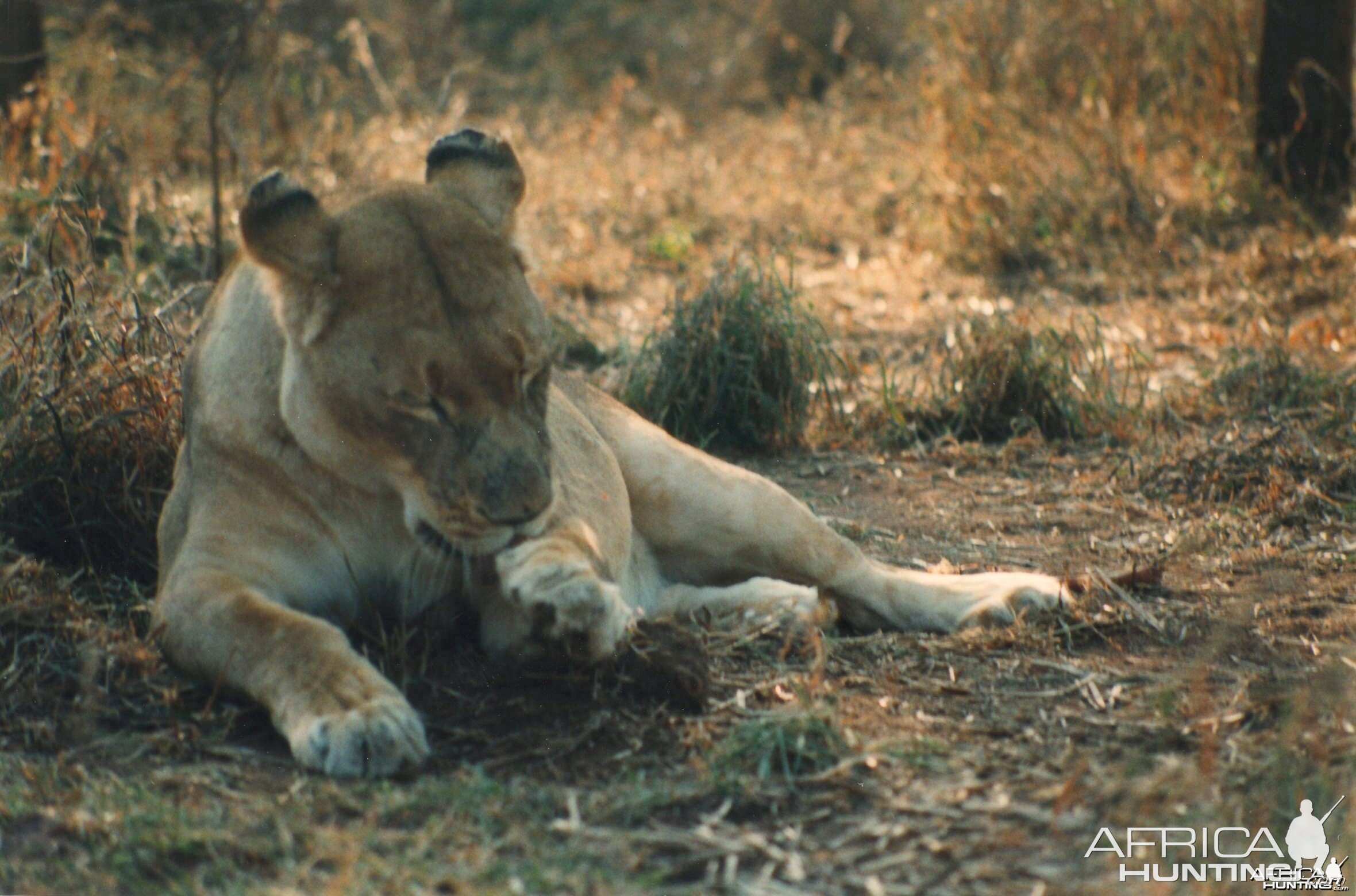 Lioness Zimbabwe