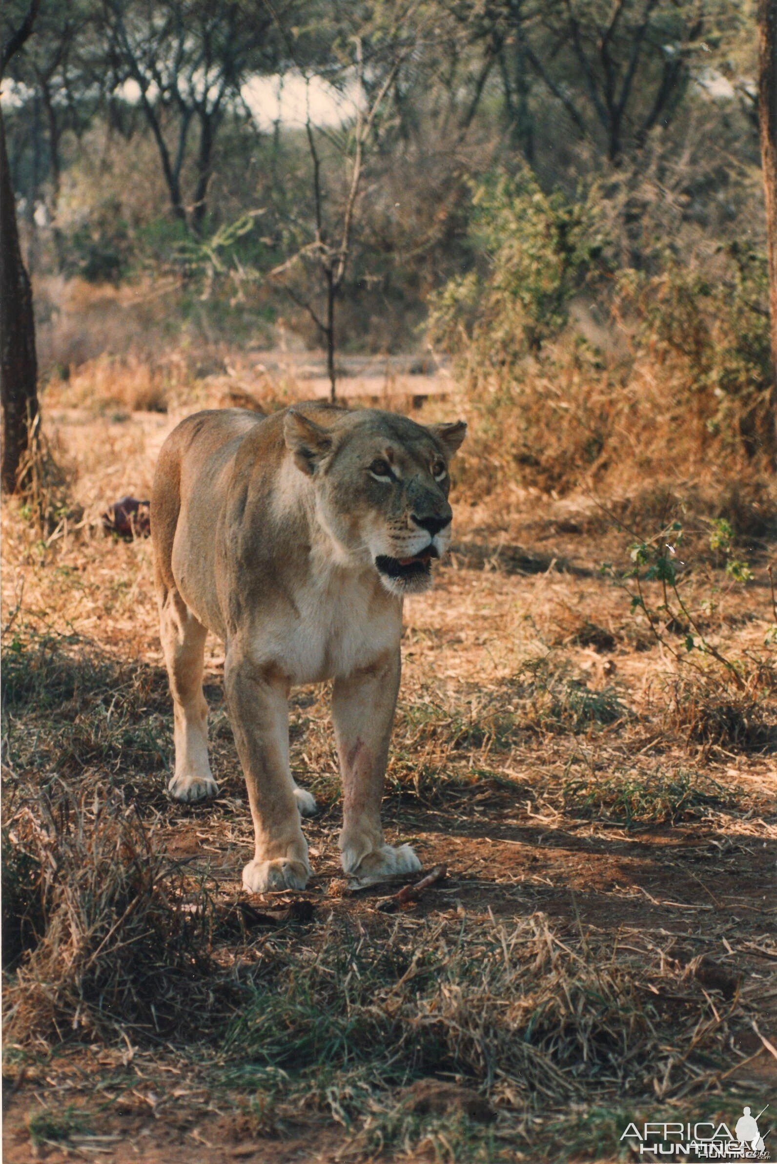 Lioness Zimbabwe