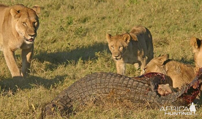 Lionesses kill Crocodile