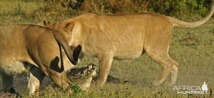 Lionesses kill Crocodile