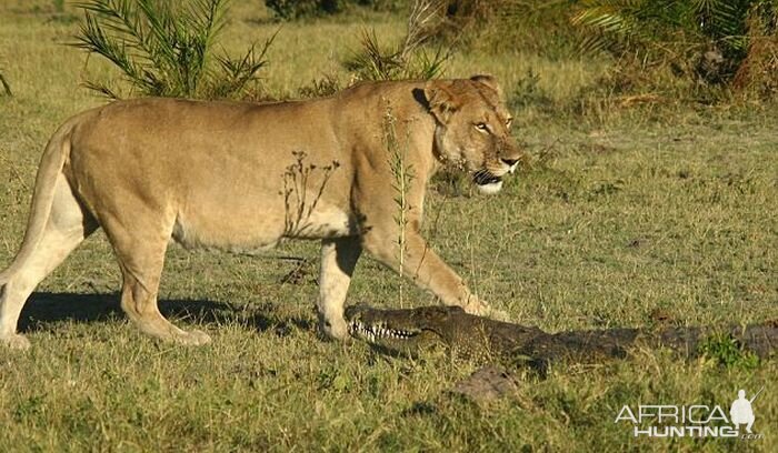 Lionesses kill Crocodile