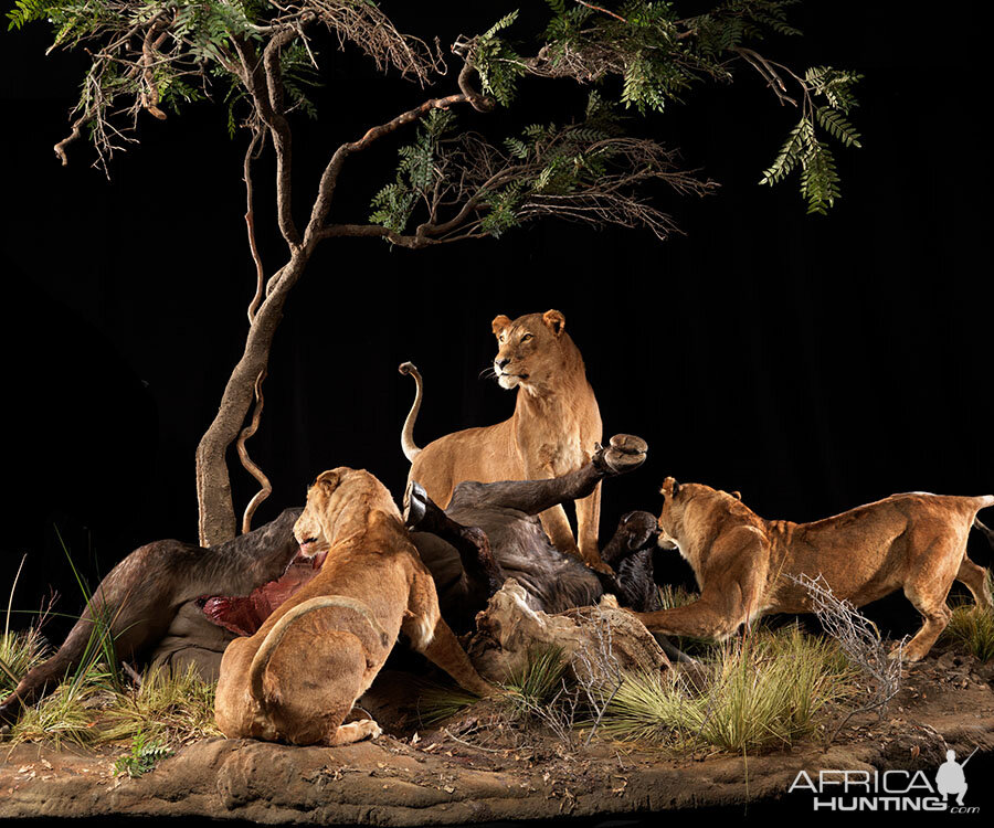 Lionesses with a kill Full Mount Taxidermy