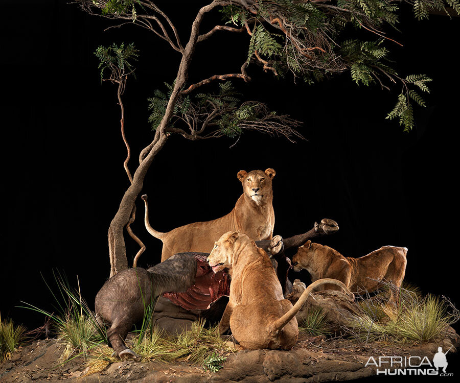 Lionesses with a kill Full Mount Taxidermy