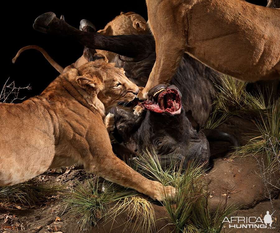 Lionesses with a kill Full Mount Taxidermy