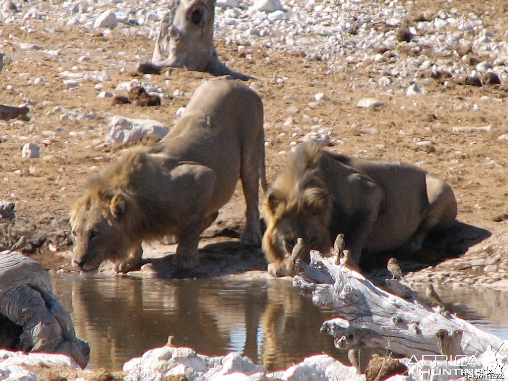 Lions at Etosha National Park, Namibia