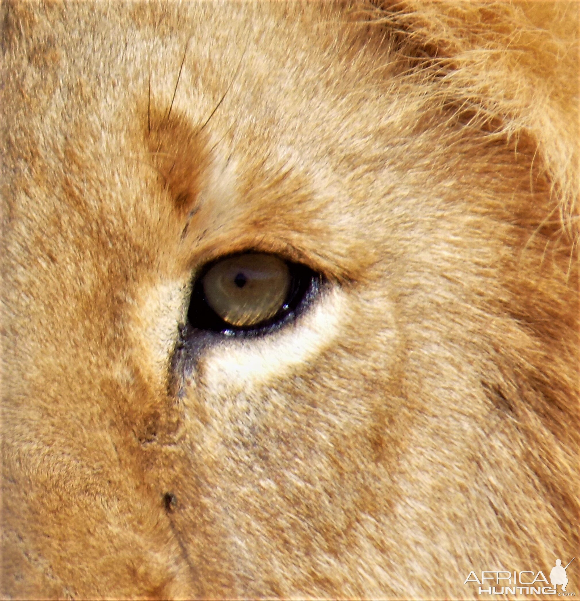 Lions Eye