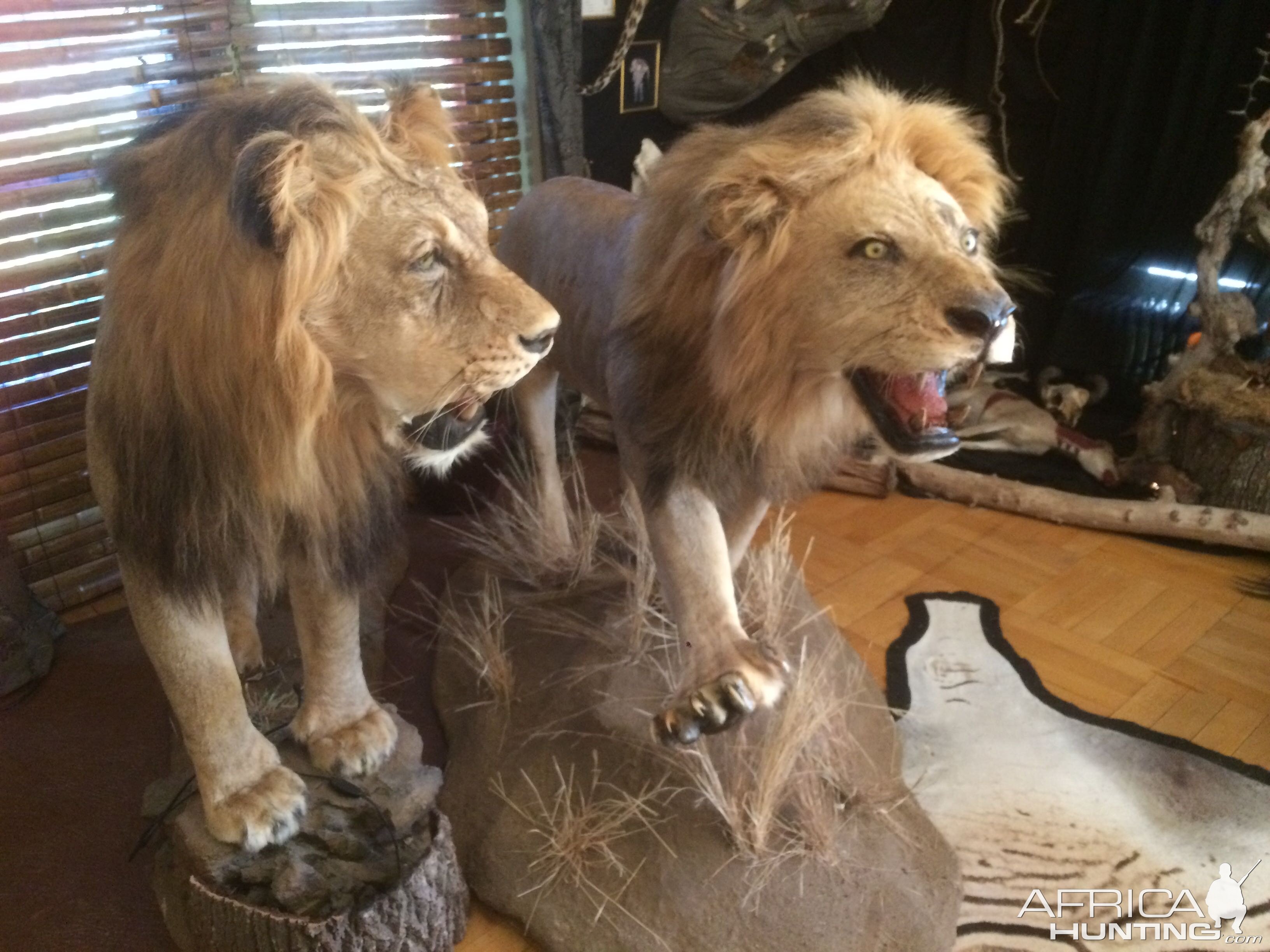 Lions Full Mount Taxidermy