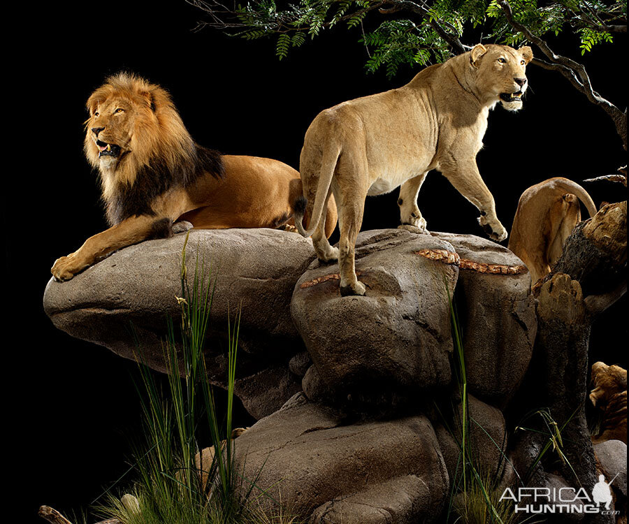 Lions Full Mount Taxidermy