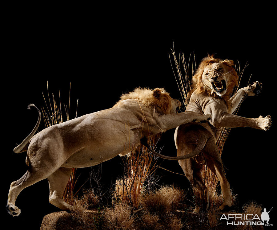 Lions Full Mount Taxidermy