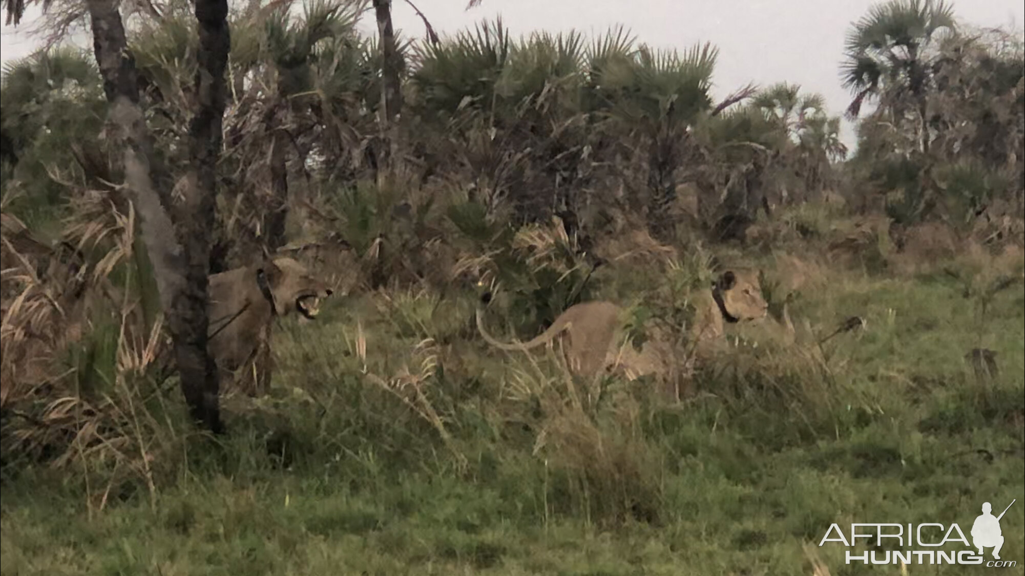 Lions in Mozambique