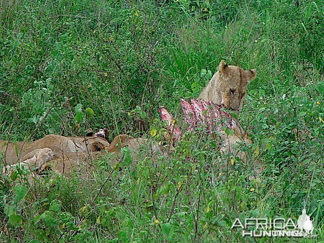 Lions in prey