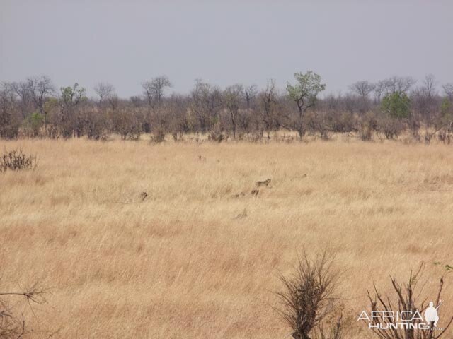 Lions in the Grass