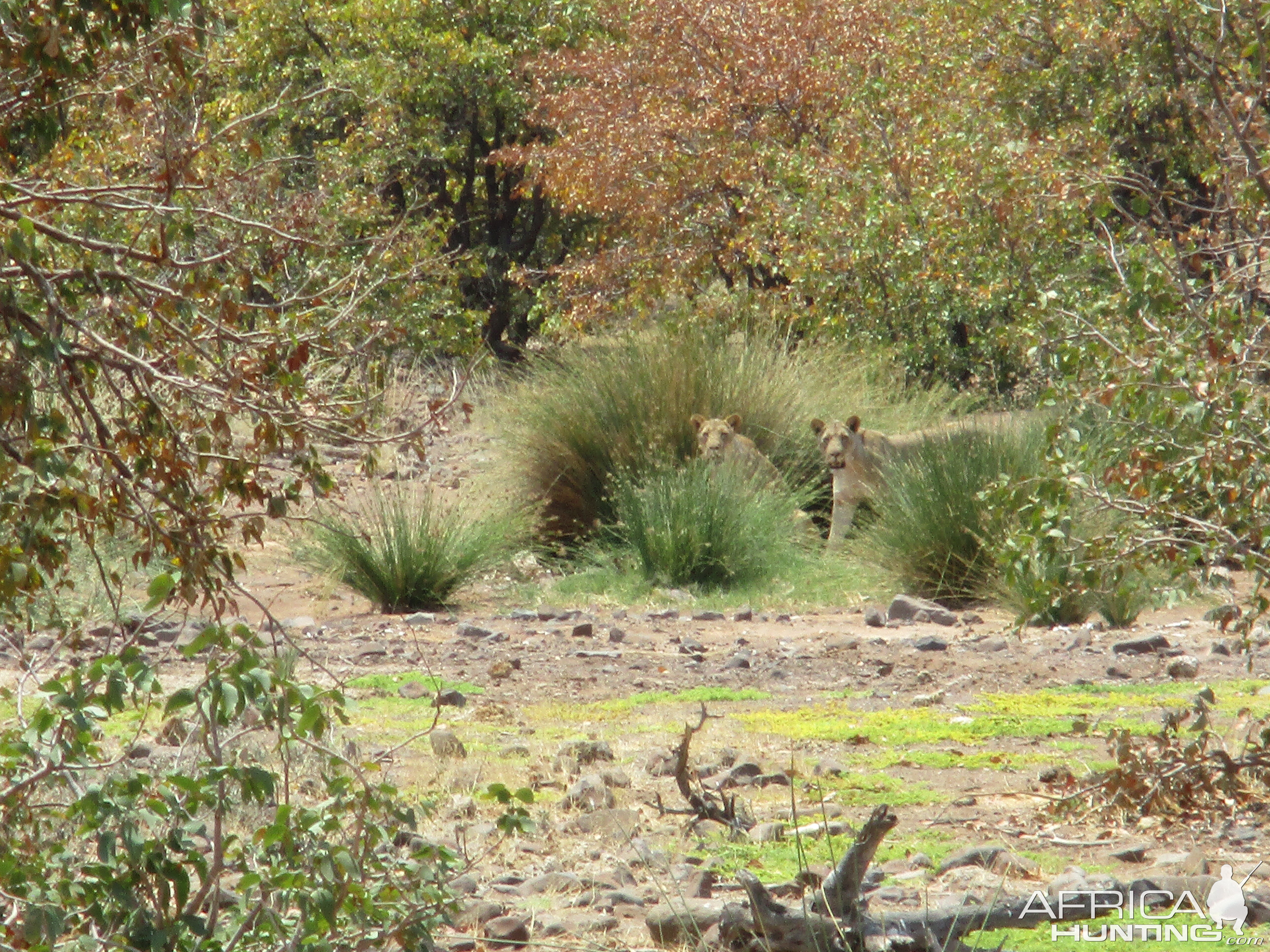 Lions Kaokoland Namibia