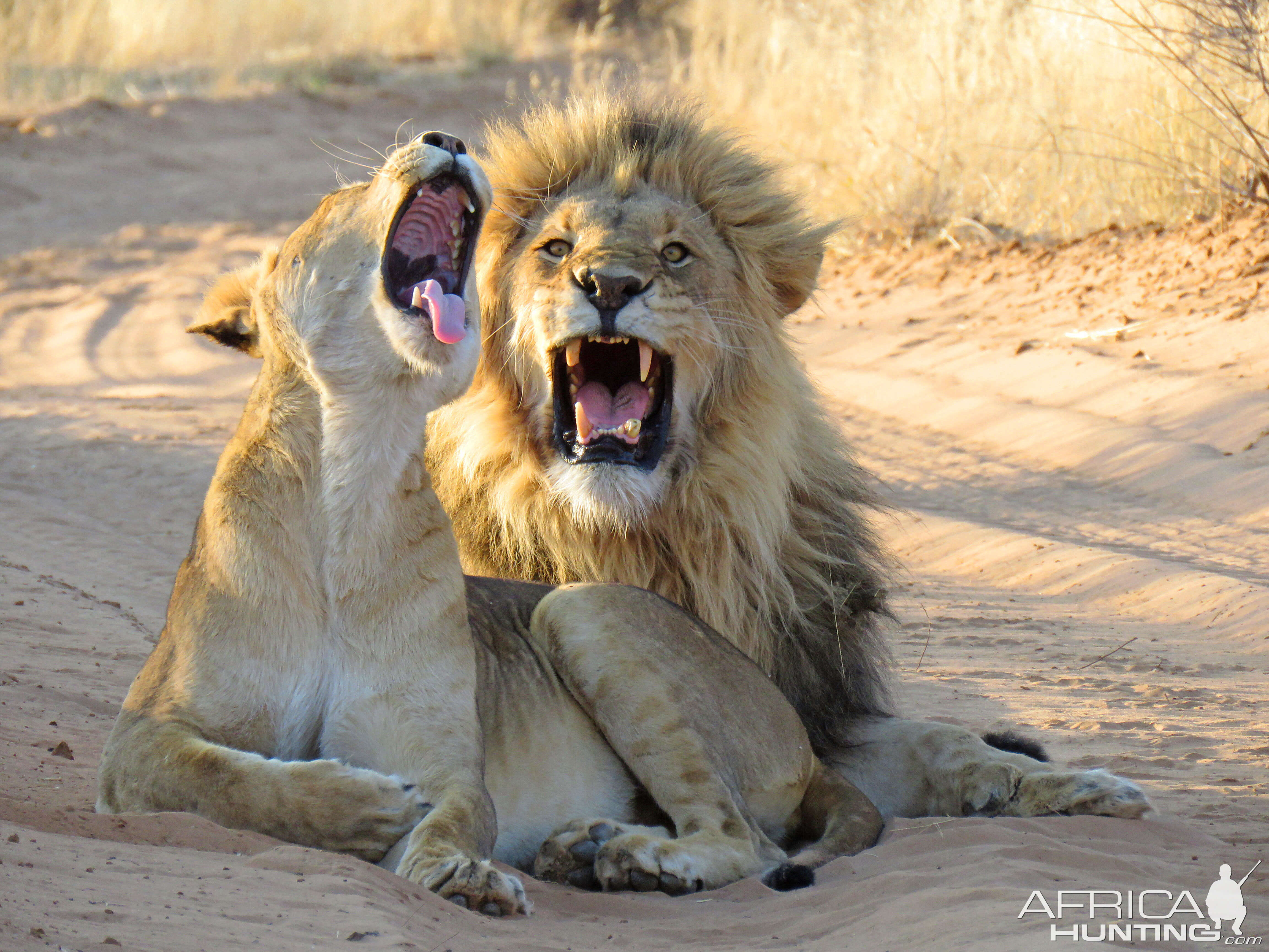 Lions near camp one morning!