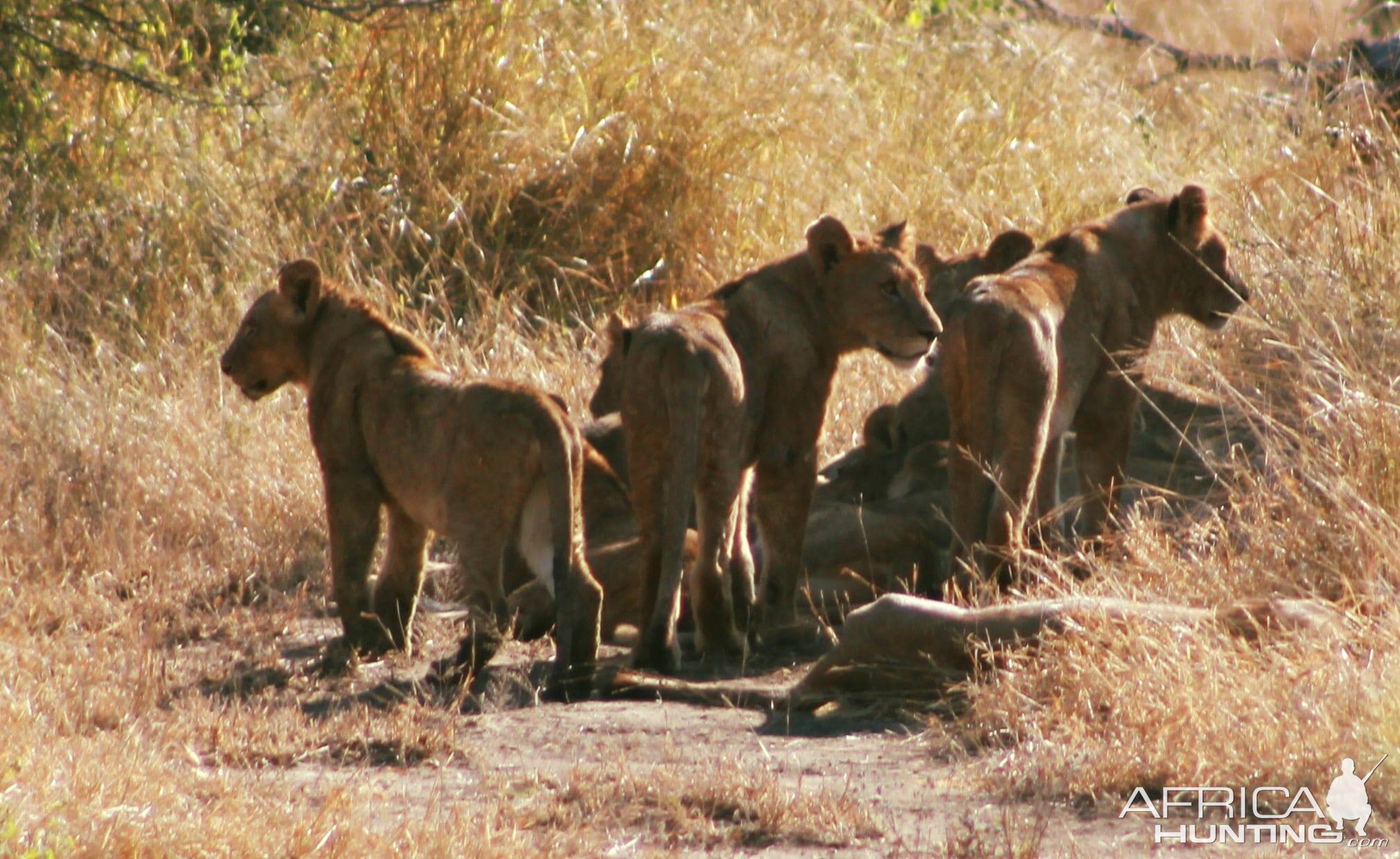 Lions on Photo Safari South Africa