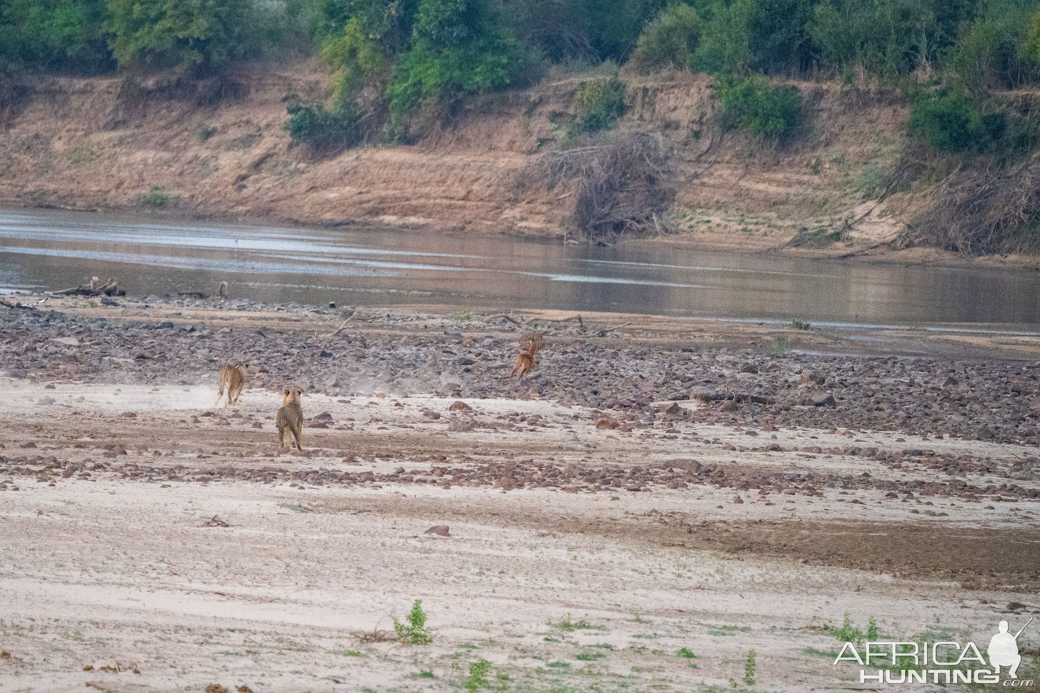 Lions on the chase