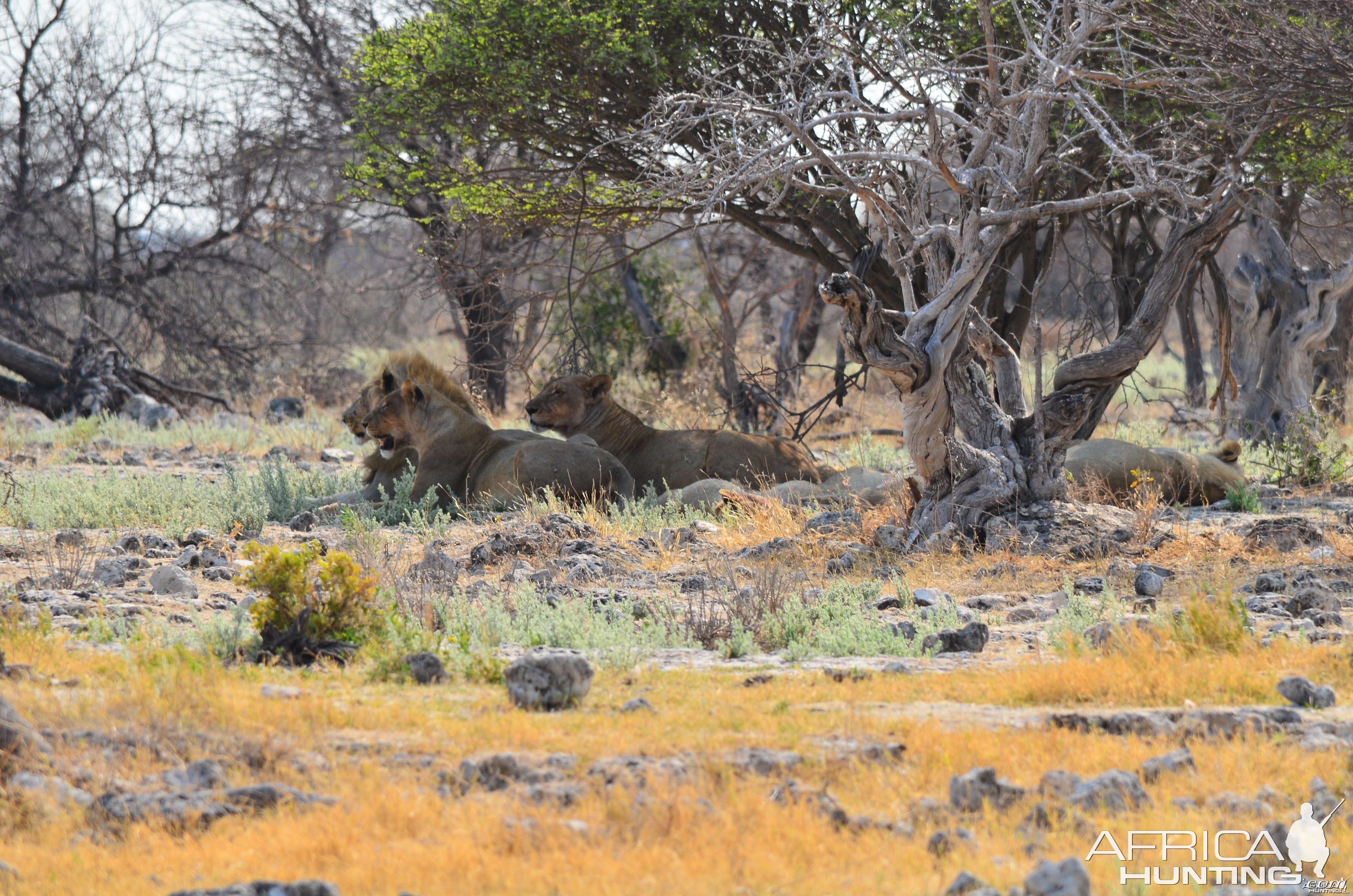 lions post feed at Etosha