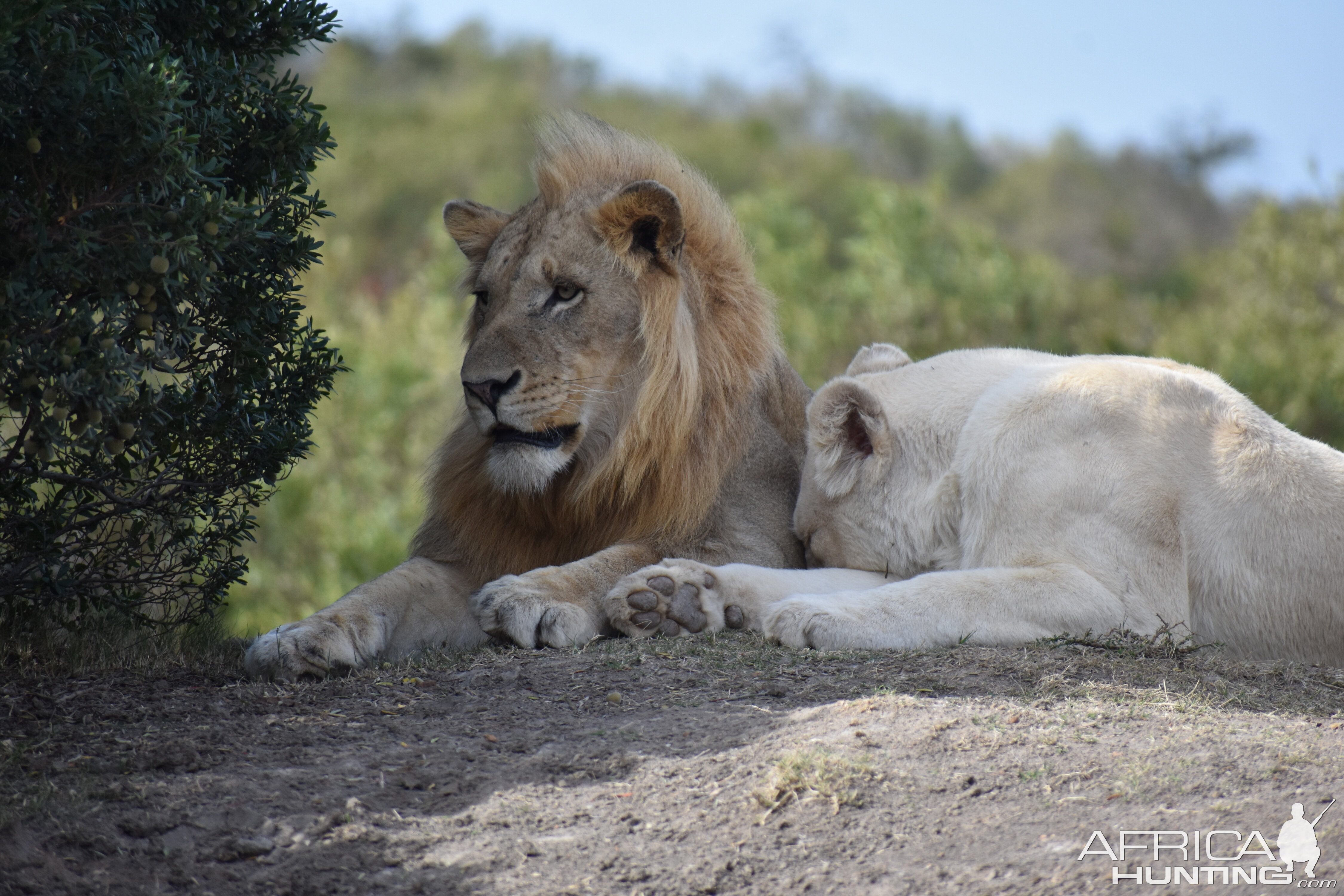 Lions South Africa