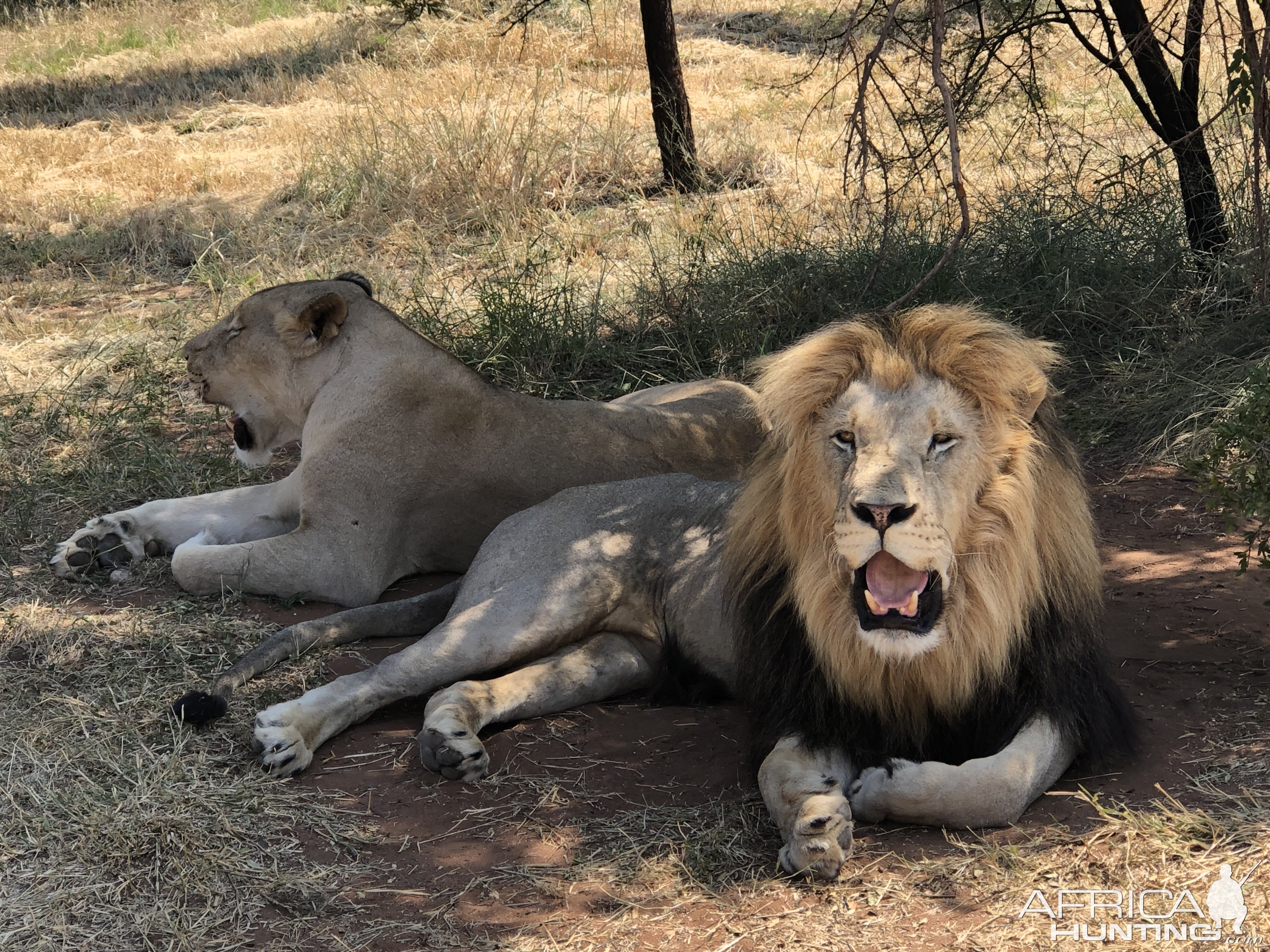 Lions South Africa