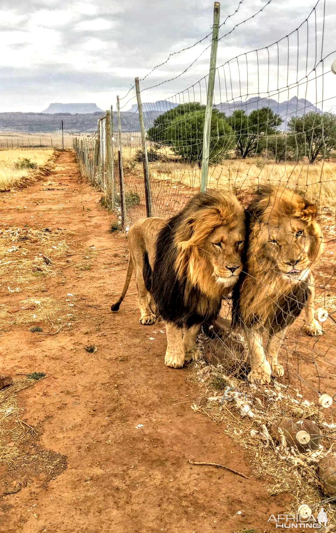 Lions South Africa