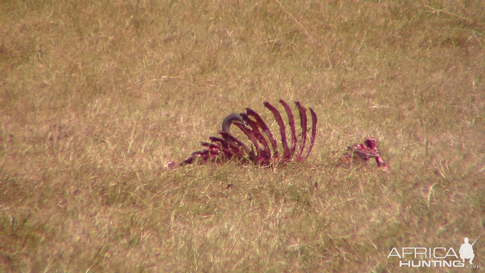 Lions Wildebeest kill in Tanzania