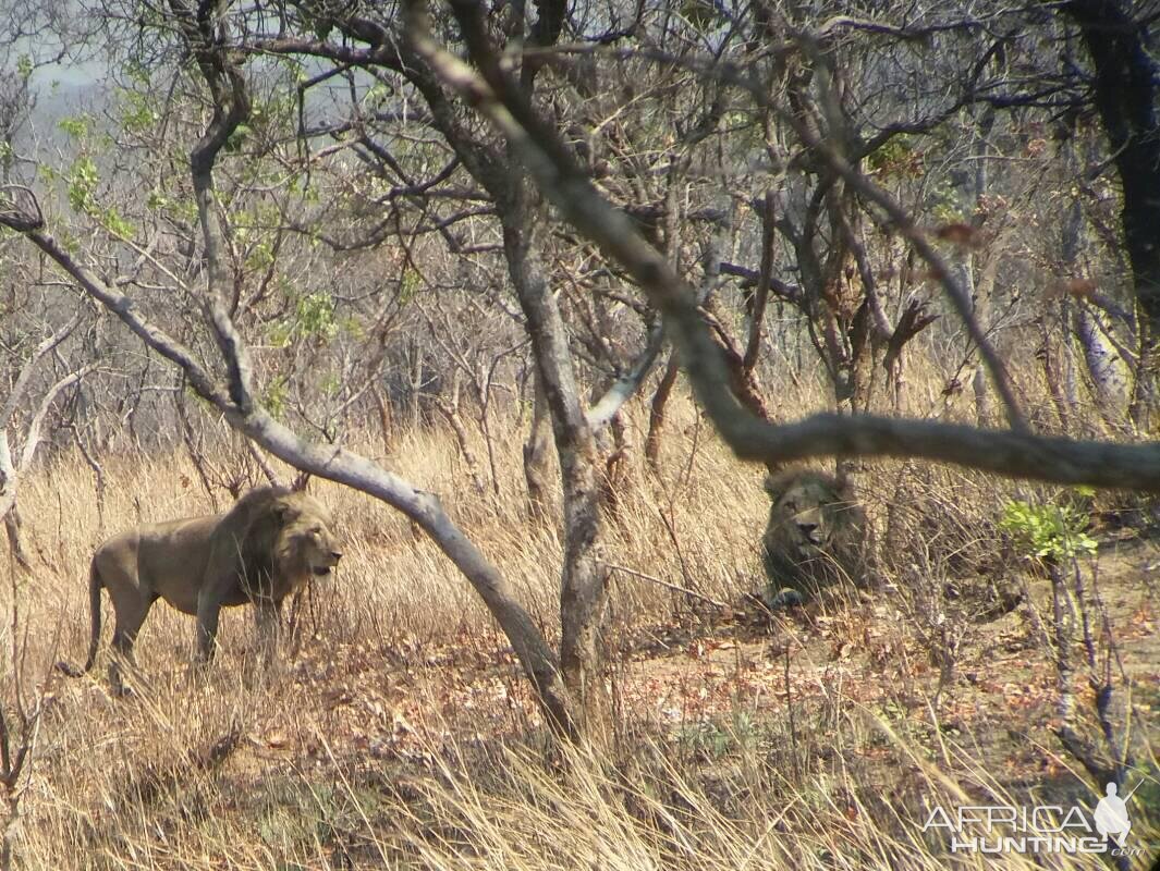 Lions Zimbabwe