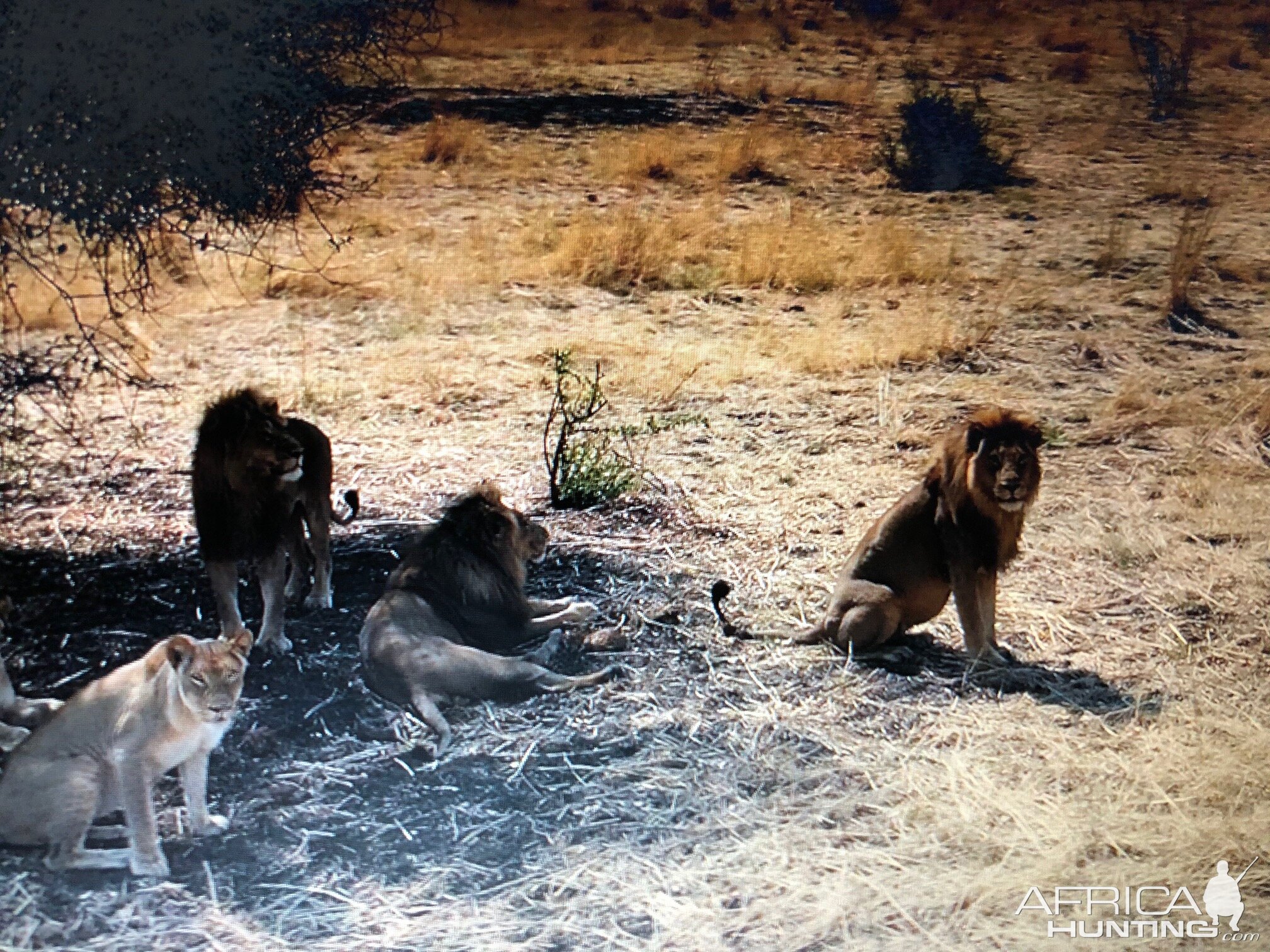 Lions Zimbabwe