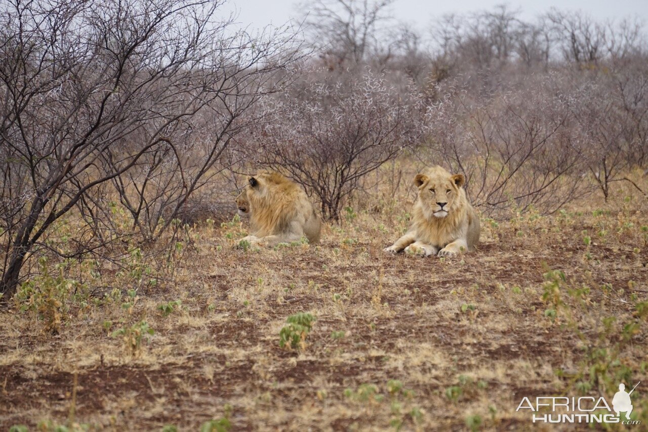 Lions Zimbabwe